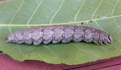 Epione Underwing photo 4