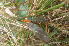 Nymphes