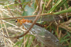 Nymphes
