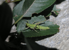 Gomphomastax clavata