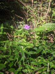 Ruellia simplex