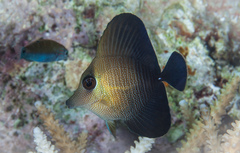 Zebrasoma scopas