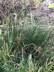 Juncus patens