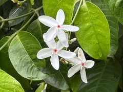 Kopsia singapurensis