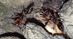 Odontomachus erythrocephalus