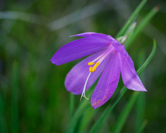 Olsynium douglasii