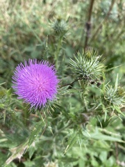 Silybum marianum