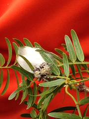 Phidippus carolinensis