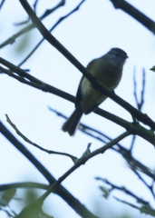 Phyllomyias griseiceps