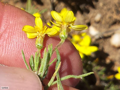 Rhynchopsidium pumilum