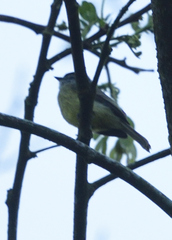 Phyllomyias griseiceps