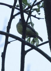 Phyllomyias griseiceps