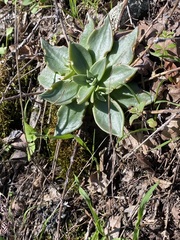 Dudleya cymosa