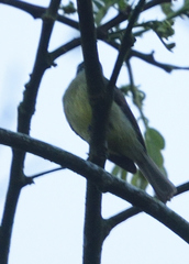 Phyllomyias griseiceps