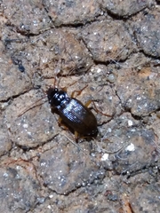 Nebria