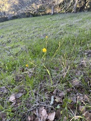 Ranunculus californicus