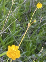 Ranunculus californicus