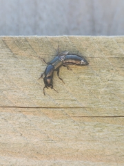 Thyreocephalus