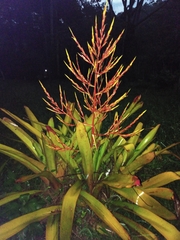Bromeliaceae