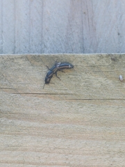 Thyreocephalus