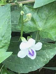 Asystasia gangetica