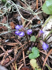 Veronica regina-nivalis