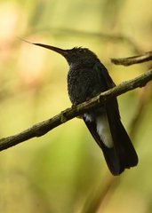 Chalybura buffonii
