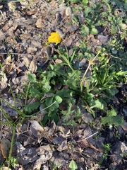 Ranunculus californicus