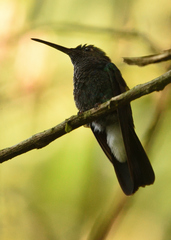 Chalybura buffonii