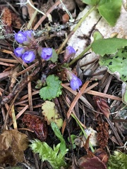 Veronica regina-nivalis