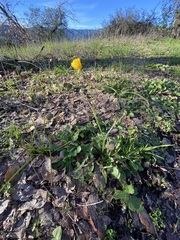 Ranunculus californicus