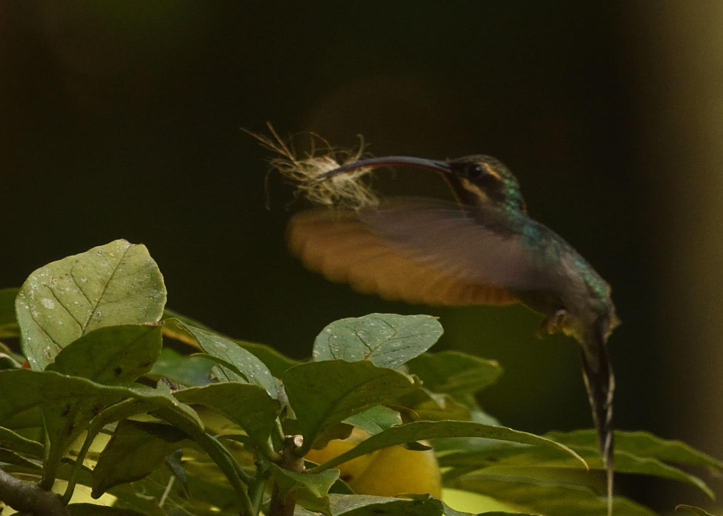 Green Hermit (Phaethornis guy)