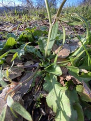 Ranunculus californicus
