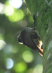 Lepidocolaptes souleyetii