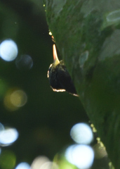 Lepidocolaptes souleyetii