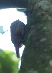 Lepidocolaptes souleyetii