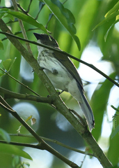 Saltator striatipectus
