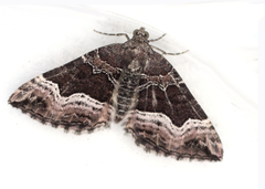 Chrysolarentia lucidulata