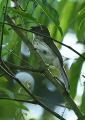 Saltator striatipectus