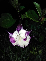 Datura metel