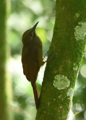 Dendrocincla fuliginosa