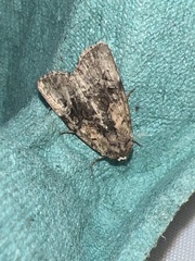 Dycladia