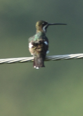 Heliomaster longirostris