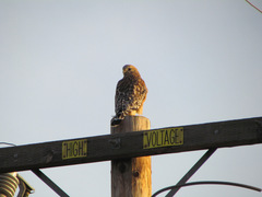 Buteo lineatus