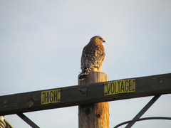 Buteo lineatus