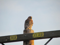Buteo lineatus