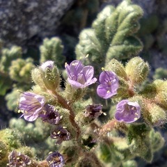 Phacelia crenulata minutiflora