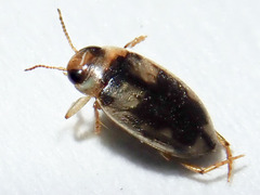 Bidessini