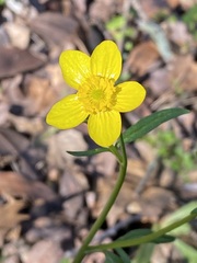 Ranunculus occidentalis