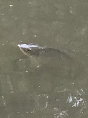 Oreochromis niloticus